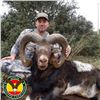 Image 1 : Iberian Mouflon Sheep Hunt in Spain