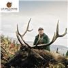 Image 2 : Rocky Mountain Elk Hunt in Alberta