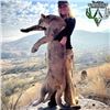 Image 2 : Arizona Trophy Mountain Lion Hunt