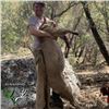 Image 3 : Arizona Trophy Mountain Lion Hunt