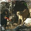 Image 4 : Arizona Trophy Mountain Lion Hunt