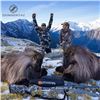 Image 1 : Four Day New Zealand Tahr Hunt