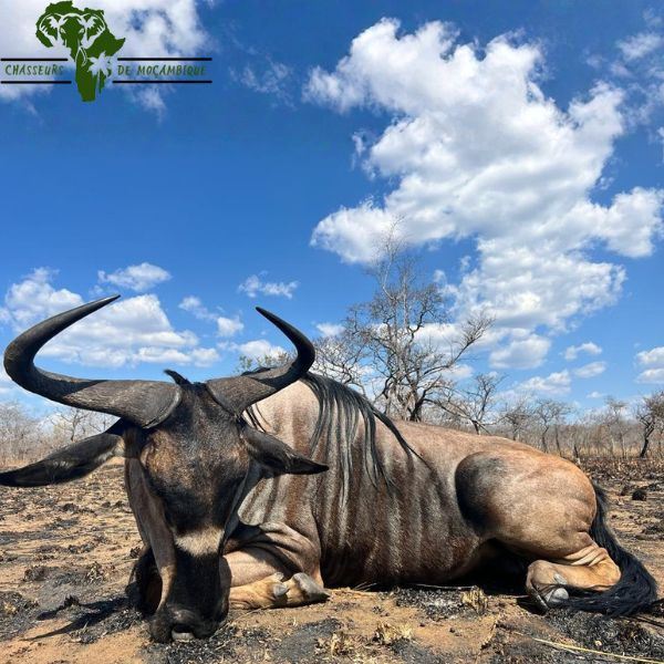 Mozambique Wildebeest Hunt