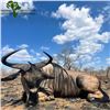 Image 1 : Mozambique Wildebeest Hunt