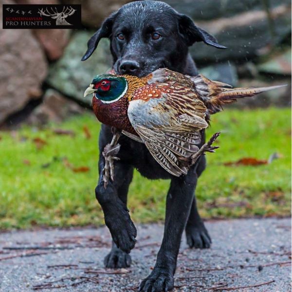 Sweden Hunting Escape: Wingshooting, Big Game and Sight Seeing