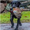 Image 1 : Sweden Hunting Escape: Wingshooting, Big Game and Sight Seeing