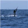 Image 5 : Costa Rica Fishing Trip for Two