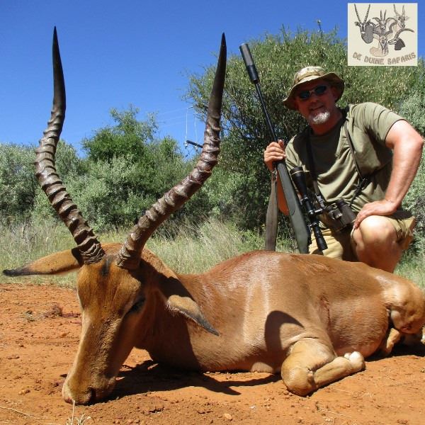 South Africa Blue Wildebeest and Impala Hunt for Two