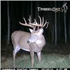 Image 5 : Saskatchewan Trophy Whitetail Deer Hunt
