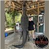 Image 3 : Two-day Alligator Hunt in Florida
