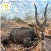 Image 2 : Zimbabwe 10-Day Plains Game Hunt