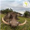Image 3 : Zimbabwe 10-Day Plains Game Hunt