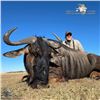 Image 2 : Cape Buffalo and Blue Wildebeest Hunt in South Africa
