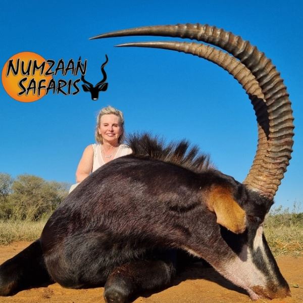 South Africa 7-Day Sable Hunt for 2 Hunters