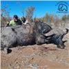 Image 1 : Seven Day Zimbabwe Cape Buffalo Safari
