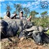 Image 2 : Seven Day Zimbabwe Cape Buffalo Safari
