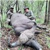 Image 5 : Seven Day Zimbabwe Cape Buffalo Safari