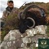 Image 3 : Ireland Ibex or 4-Horn Sheep Hunt for One Hunter and One Observer