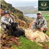 Image 5 : Ireland Ibex or 4-Horn Sheep Hunt for One Hunter and One Observer