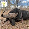 Image 1 : Zimbabwe 10-Day Cape Buffalo Safari