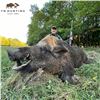 Image 3 : Hungary Mouflon Sheep and Wild Boar Hunt