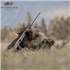 Image 4 : Hungary Mouflon Sheep and Wild Boar Hunt