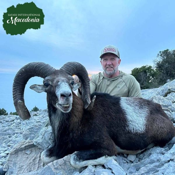 Croatia Mouflon Sheep Hunt