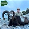 Image 1 : Croatia Mouflon Sheep Hunt