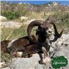 Image 2 : Croatia Mouflon Sheep Hunt