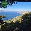 Image 4 : Croatia Mouflon Sheep Hunt