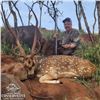 Image 2 : Hawaii Axis Deer Hunt for Two