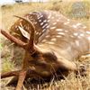 Image 3 : Hawaii Axis Deer Hunt for Two