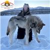 Image 1 : Seven Day Alaska Thermal Predator Hunt