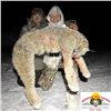 Image 2 : Seven Day Alaska Thermal Predator Hunt