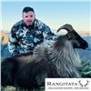Image 4 : Himalayan Tahr Hunt in New Zealand
