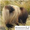 Image 6 : Himalayan Tahr Hunt in New Zealand