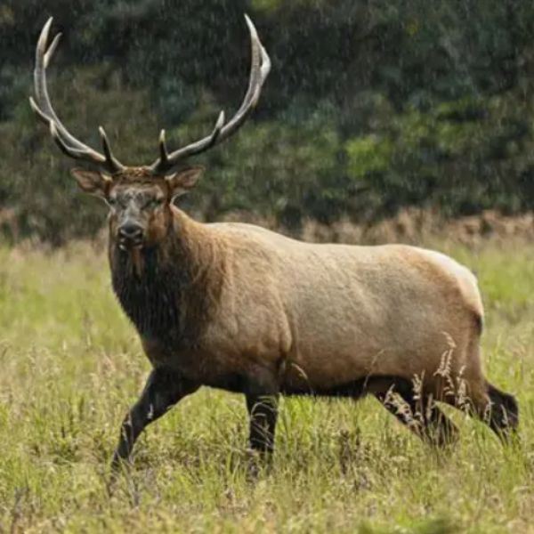Alaska Governor's Tag- Etolin Island Elk (SE315)