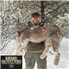 Image 2 : Six-Day Lynx Hunt in British Columbia