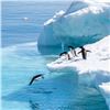 Image 1 : 13-Day Antarctica Explorer Cruise for Two