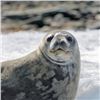 Image 4 : 13-Day Antarctica Explorer Cruise for Two