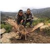 Image 3 : Spain - 1 Hunter for 4-Day/3-Night Combination Hunt with Trophy Credits