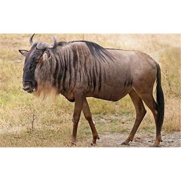 South Africa - 2 Hunters and 2 Non-Hunters for 7-Day Safari