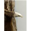 Image 2 : Eagle Antler Carving mounted on Hudson River driftwood