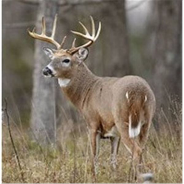Montana, USA - 1 Hunter for 4-Day Archery Whitetail Deer Hunt