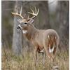 Image 1 : Montana, USA - 1 Hunter for 4-Day Archery Whitetail Deer Hunt