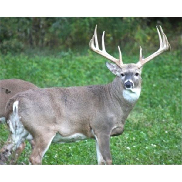 New York, USA - 1 Hunter for Whitetail Deer Hunt