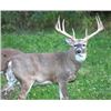 Image 1 : New York, USA - 1 Hunter for Whitetail Deer Hunt