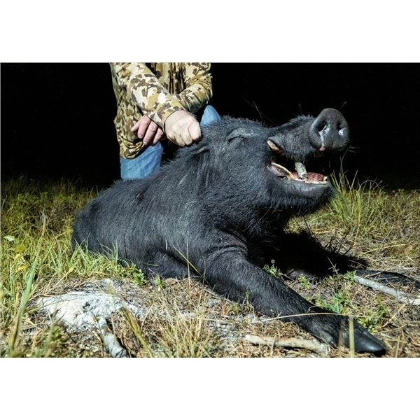 Florida, USA - 2 People for 2-Day Hog and Gator Hunt