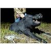 Image 1 : Florida, USA - 2 People for 2-Day Hog and Gator Hunt