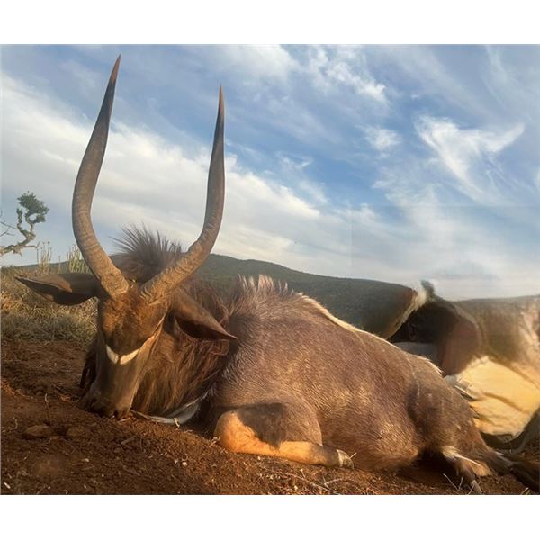 Eastern Cape, South Africa - 2 People for 7 Hunting Days for Blesbok, Zebra, Impala, and Wildebeest